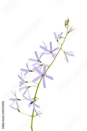 Fototapeta Naklejka Na Ścianę i Meble -  Violet flowers isolated on white background