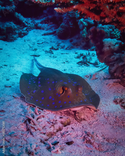 Bluespotted stingray under the coral on the sand