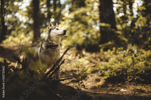 siberian husky dog standing looking up in a forest © Oszkár Dániel Gáti