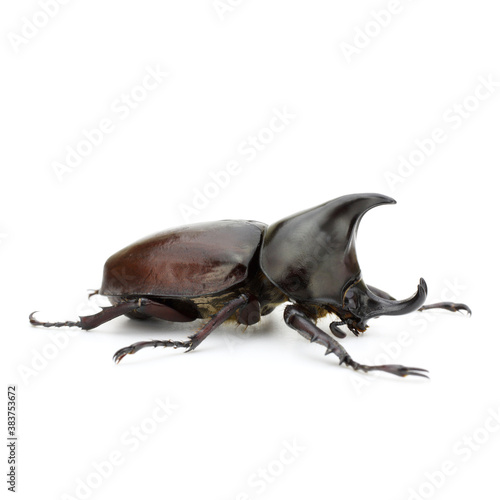 Close up of thai rhinoceros beetle wilderness isolated on a white background  I © isarescheewin
