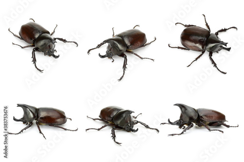 Set of close up with thai rhinoceros beetle wilderness isolated on a white backgroundI
