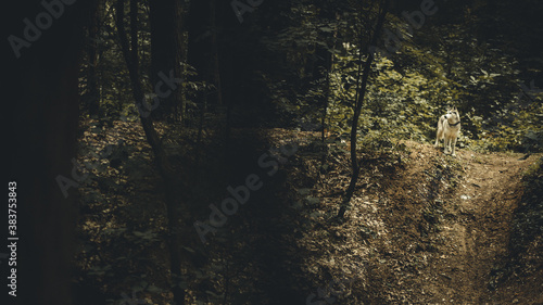 Fototapeta Naklejka Na Ścianę i Meble -  siberian husky dog standing in a dark forest