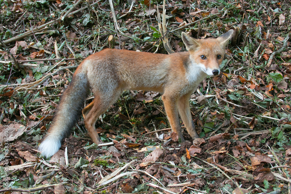 Portrait of pretty young fox (vulpes vulpes) in the forest Portrait of pretty young fox (vulpes vulpes) in the forest