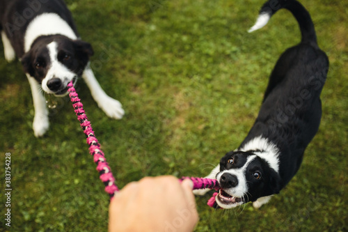 Photography two border collie dogs playing tug of war with a pink toy on green grass