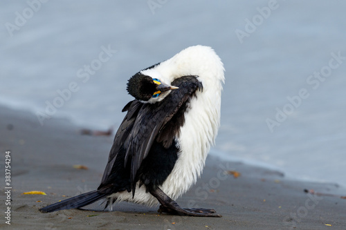Pied Shag / Cormorant  in New Zealand © Imogen