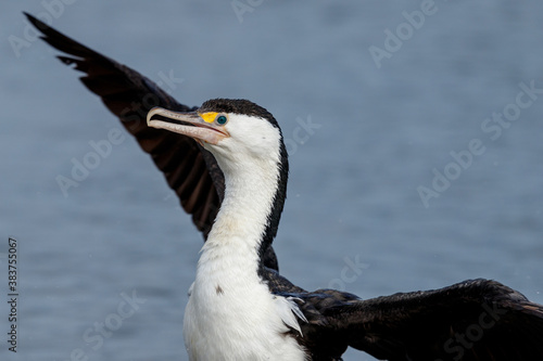 Pied Shag   Cormorant  in New Zealand
