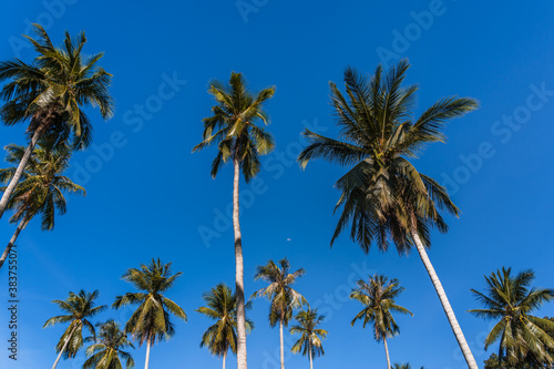 Bottom up view of a coconut trees against blue sky on a sunny morning