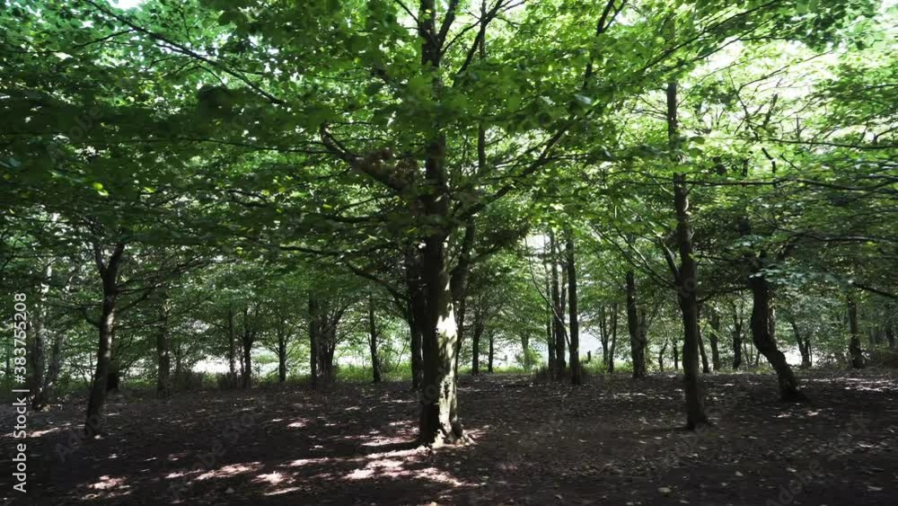 An empty forest scene with green glowing tree leaves An empty forest scene with green glowing tree leaves