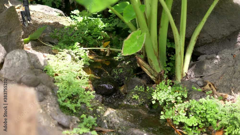 Natural clean origin water flowing in the forest in 4k slow motion 60fps
Natural clean origin water flowing in the forest in 4k slow motion 60fps