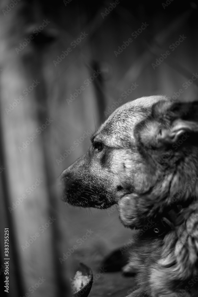 A big sad shepherd in an old aviary. A big sad shepherd in an old aviary.