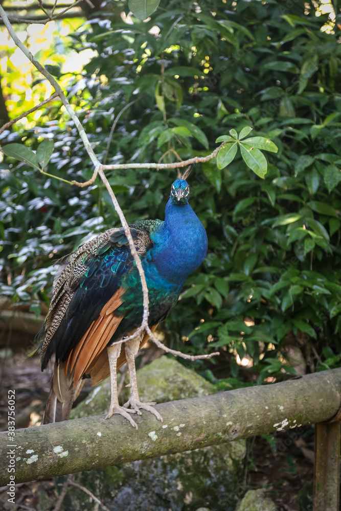 Fototapeta premium Peacock at a zoo