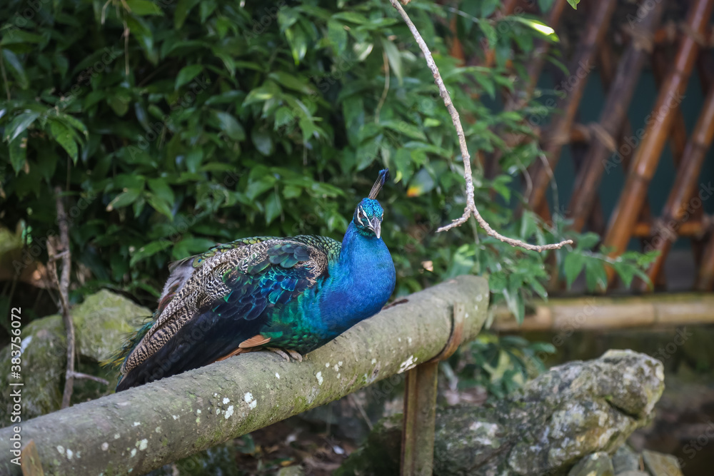 Fototapeta premium Peacock at a zoo
