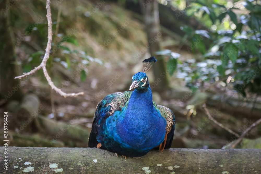 Fototapeta premium Peacock at a zoo