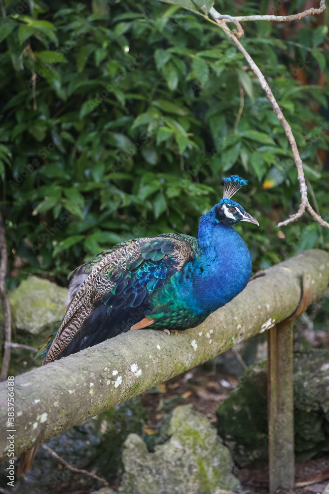 Peacock at a zoo Peacock at a zoo