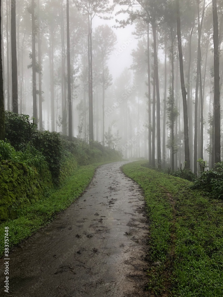 Obraz premium Mist in Estate