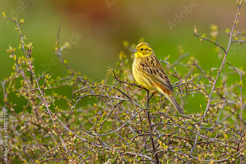 Yellowhammer Finch in New Zealand photo