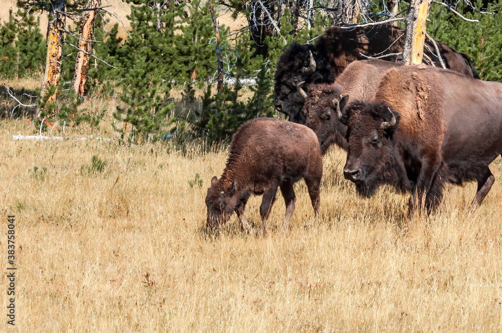 Bison (Bison bison) in Yellowstone National Park, USA Bison (Bison bison) in Yellowstone National Park, USA