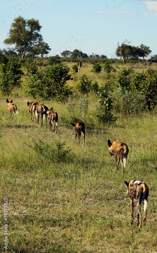 The African wild dog  African hunting dog  or African painted dog  Lycaon pictus   leaving the pack. The pack of wild dogs goes to the savannah in one row.