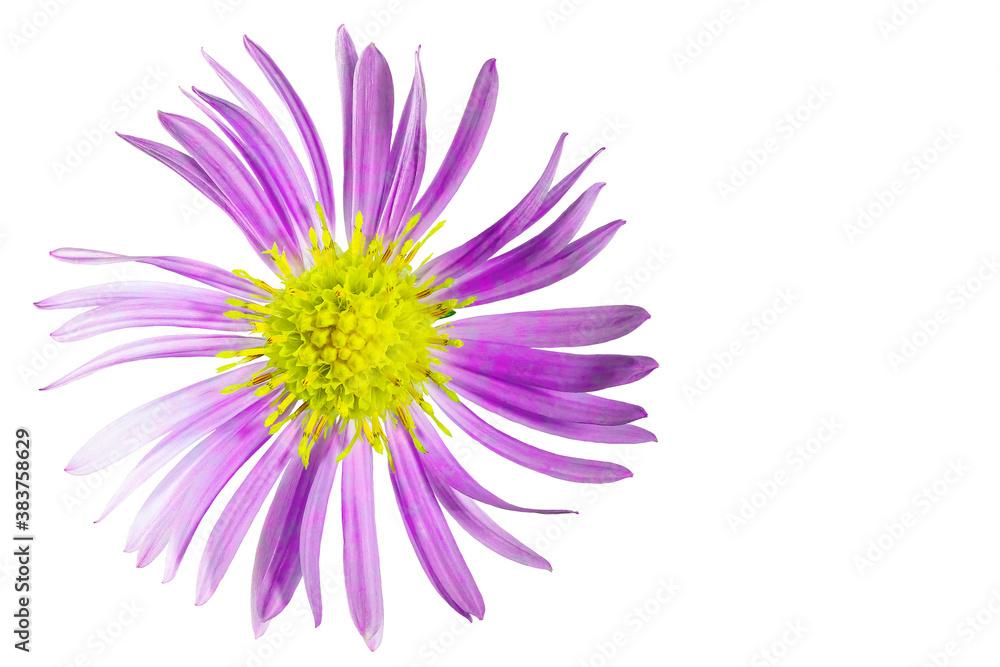 Alpine aster flower. White isolated background. Close-up. Macro shooting. Concept for printing and design Alpine aster flower. White isolated background. Close-up. Macro shooting. Concept for printing and design