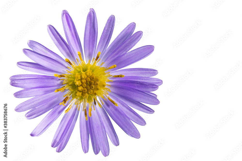 Alpine aster flower. White isolated background. Close-up. Macro shooting. Concept for printing and design Alpine aster flower. White isolated background. Close-up. Macro shooting. Concept for printing and design