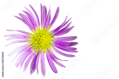 Alpine aster flower. White isolated background. Close-up. Macro shooting. Concept for printing and design