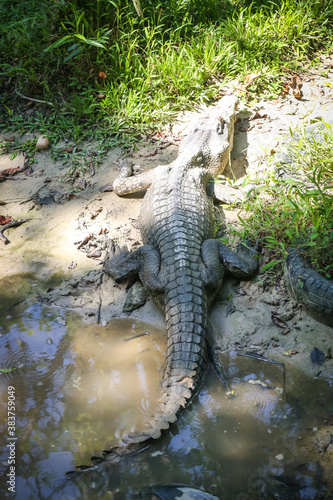 large crocodile resting inside the cage