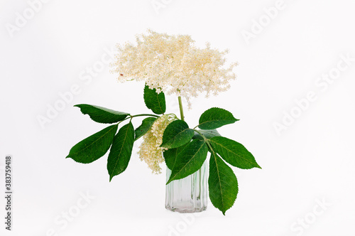 Elderflower cordial plant in a green vase isolated on white 