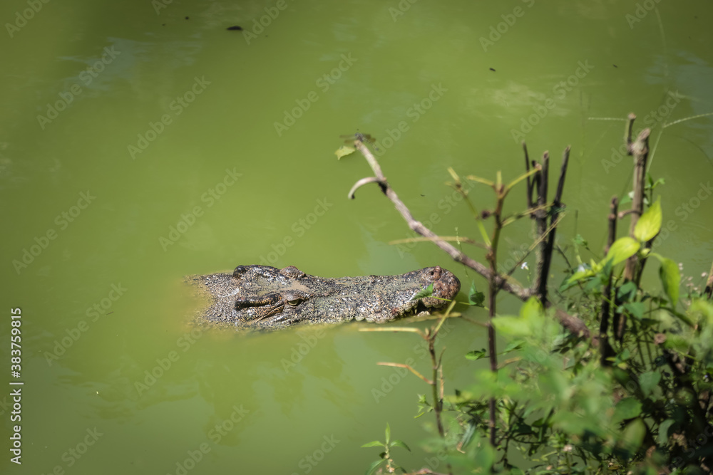 large crocodile resting inside the cage large crocodile resting inside the cage
