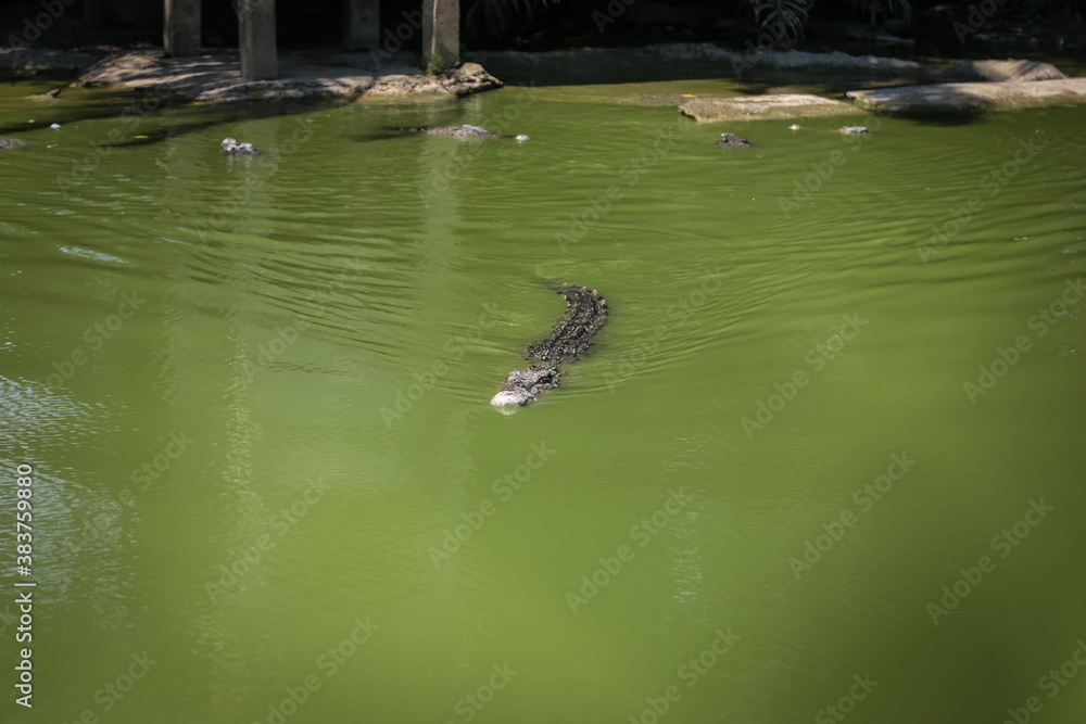 large crocodile resting inside the cage large crocodile resting inside the cage
