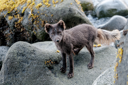 Pribilof Islands Arctic Fox  Alopex lagopus pribilofensis  at St. George Island  Pribilof Islands  Alaska  USA