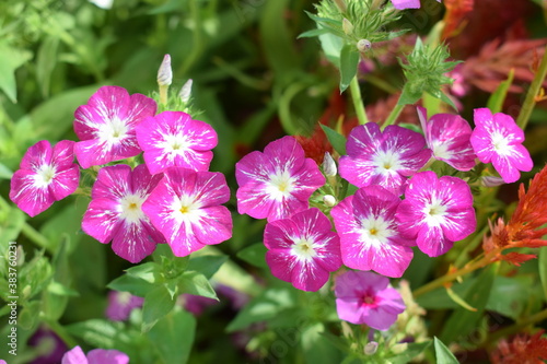 Beautiful pink with white Gerani flowers in the garden 
