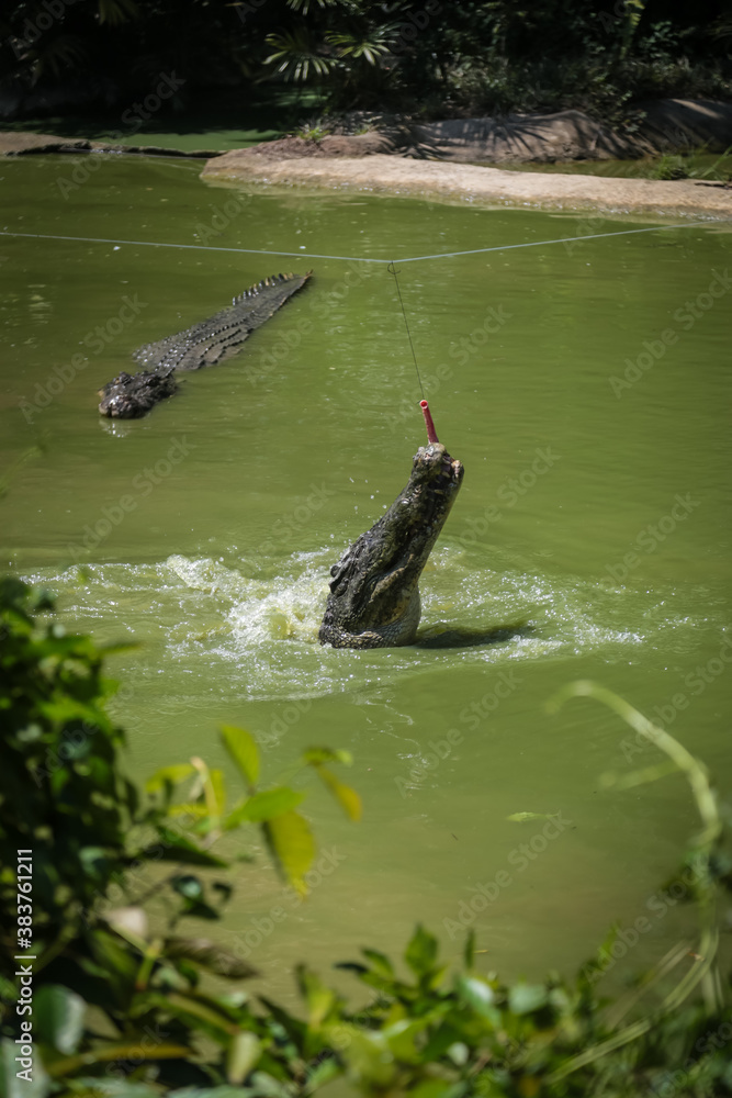 Crocodiles jumping out of the water Crocodiles jumping out of the water