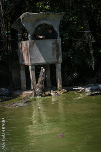 Crocodiles jumping out of the water