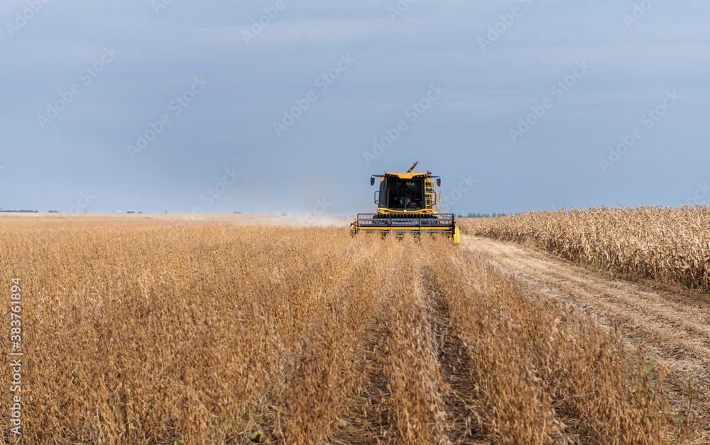 Fototapeta premium Harvesting combine in the wheat.