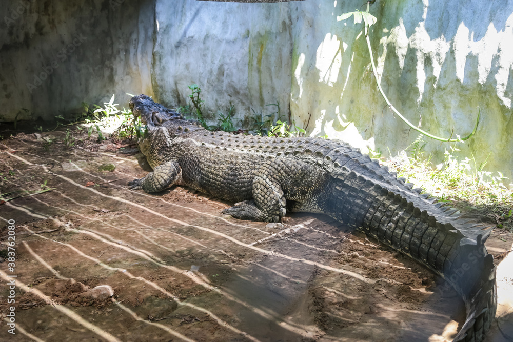 Large crocodile resting inside the cage Large crocodile resting inside the cage