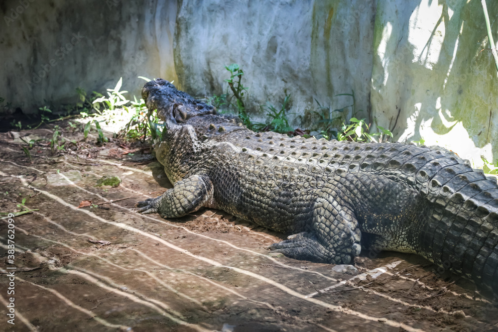Obraz premium Large crocodile resting inside the cage