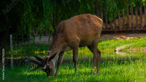 deer eating grass on peaceful day