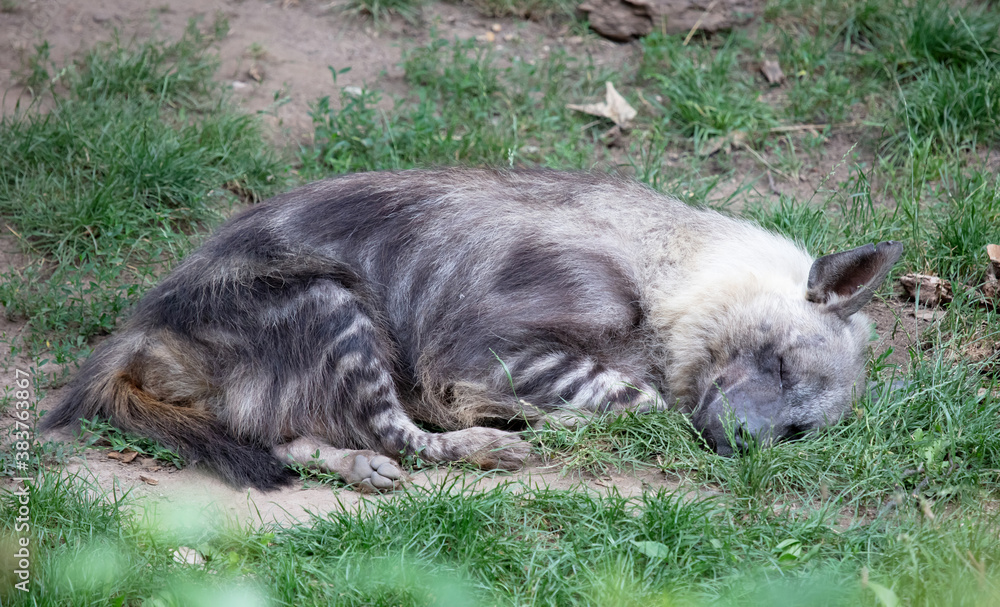 Hyena Parahyaena brunnea / Brown hyena called strandwolf Hyena Parahyaena brunnea / Brown hyena called strandwolf