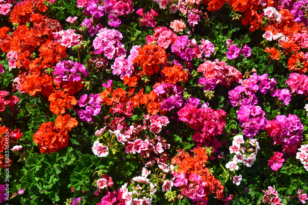 Close-up of colorful geranium plants (Pelargonium) in bloom, extremely popular garden plants, grown as houseplants and bedding plants in temperate regions, with a long flowering period, Italy