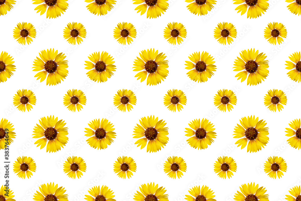 Floral seamless pattern from rudbeckia flowers. White isolated background. Close-up. Macro shooting. Concept for printing and design. Floral seamless pattern from rudbeckia flowers. White isolated background. Close-up. Macro shooting. Concept for printing and design.