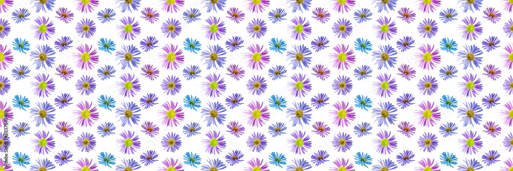 Floral seamless pattern from flowers of alpine aster. White isolated background. Close-up. Macro shooting. Concept for printing and design. Floral seamless pattern from flowers of alpine aster. White isolated background. Close-up. Macro shooting. Concept for printing and design.