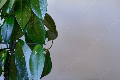 Shiny green leaves on a candid white background