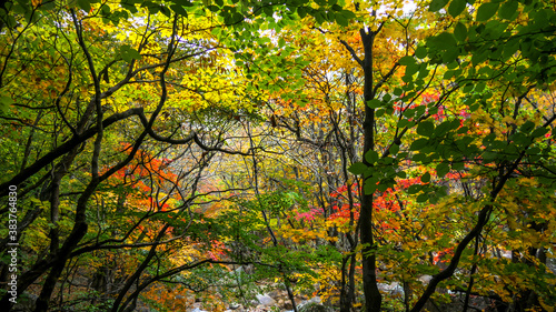 Autumn scene at Seoraksan-ro Seorak National Park  Sokcho South Korea.