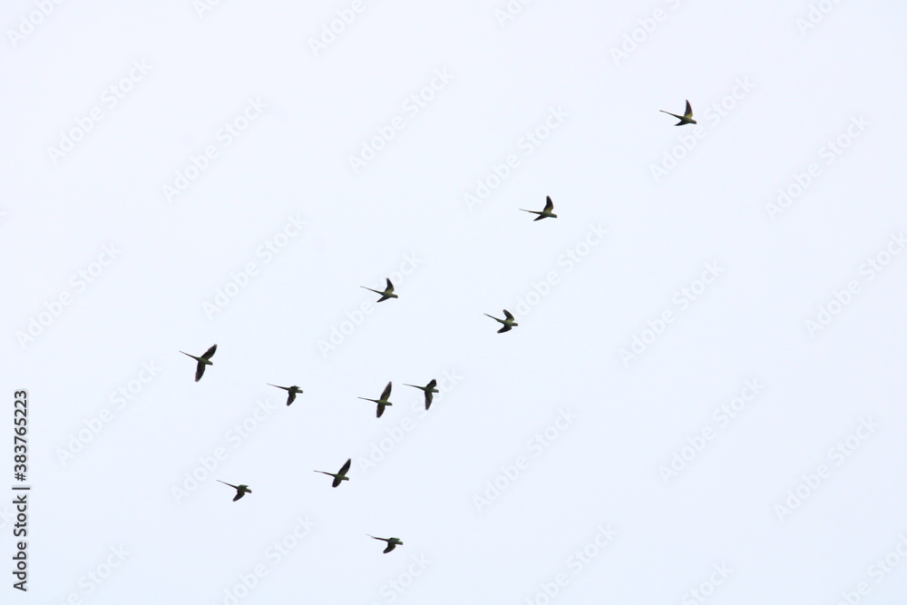 Parrots Flying Parrots Flying