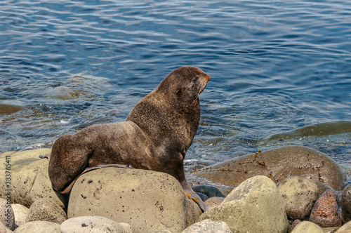 Northern Fur Seal (Callorhinus ursinus) at hauling-out in St. George Island, Pribilof Islands, Alaska, USA