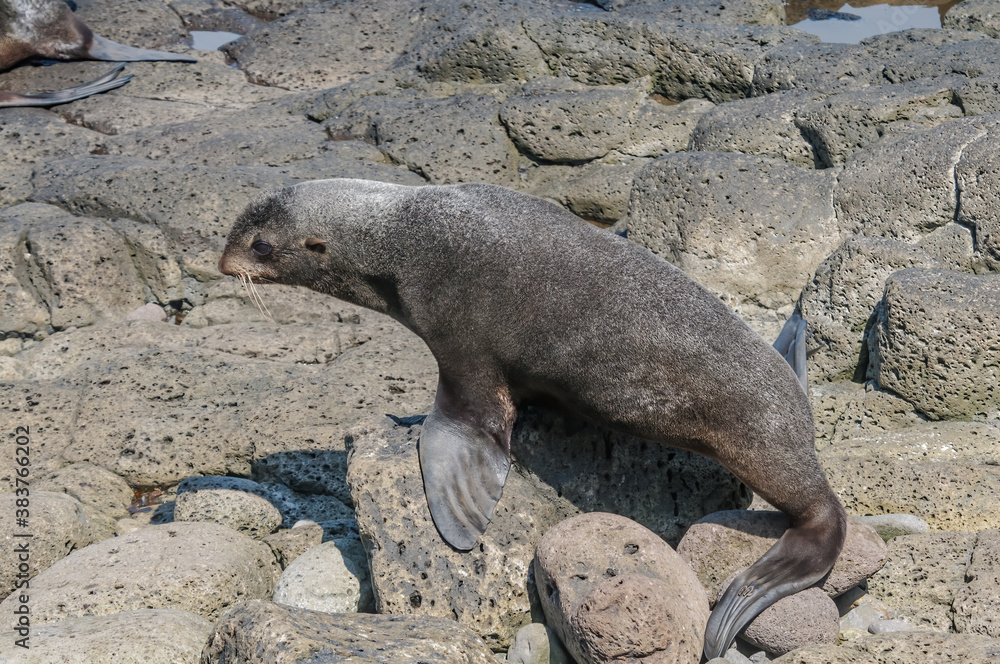 Fototapeta premium Northern Fur Seal (Callorhinus ursinus) at hauling-out in St. George Island, Pribilof Islands, Alaska, USA