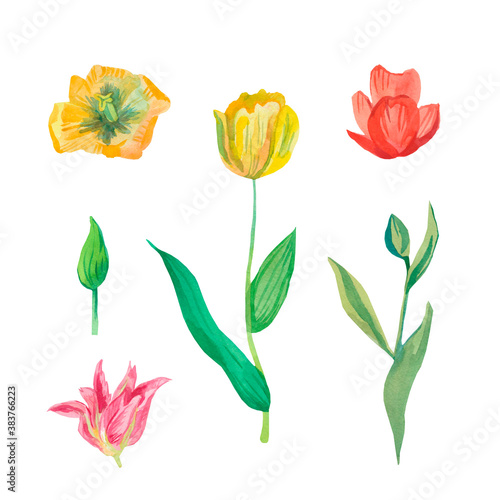 Set of watercolor tulips in yellow and red colours.Clip art botanical illustrations hand drawn.Collection of spring flowers on white isolated background.Design for cards,packaging,advertizing.