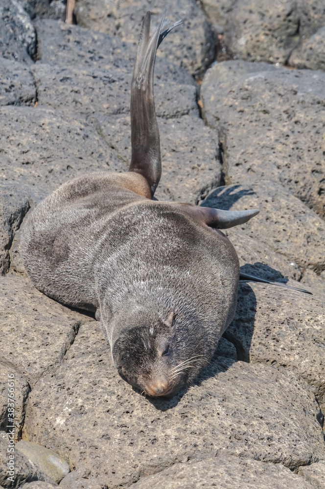 Northern Fur Seal (Callorhinus ursinus) at hauling-out in St. George Island, Pribilof Islands, Alaska, USA Northern Fur Seal (Callorhinus ursinus) at hauling-out in St. George Island, Pribilof Islands, Alaska, USA