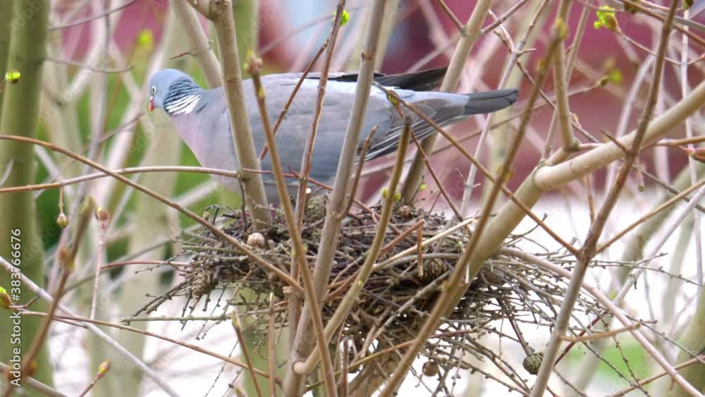 Pigeon in the nest in 4k slow motion 60fps Pigeon in the nest in 4k slow motion 60fps