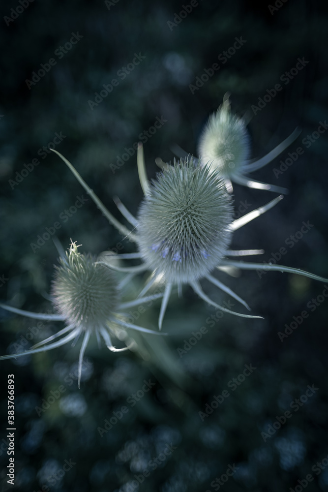 Wild plant in close up with sunrise light Wild plant in close up with sunrise light